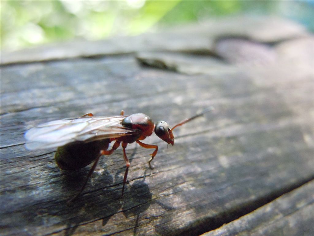 Formica alata: femmina di Formica sp.